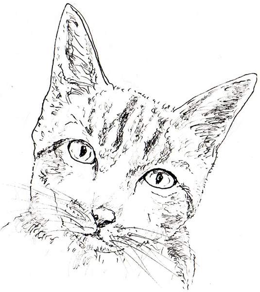 ペンで書いた猫の絵です