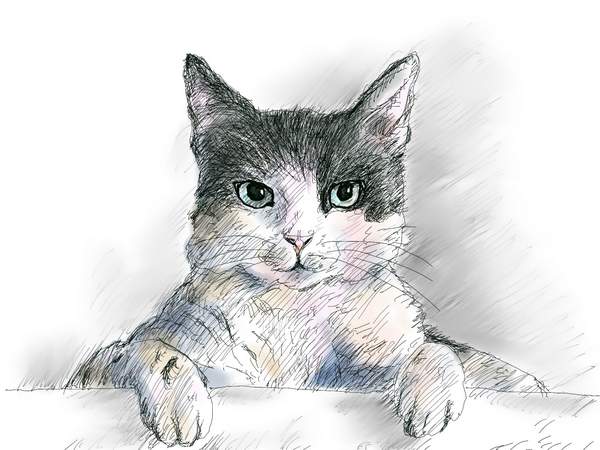 デジタルで描いた猫の絵
