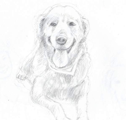 犬の鉛筆画です